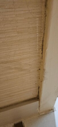 Mold