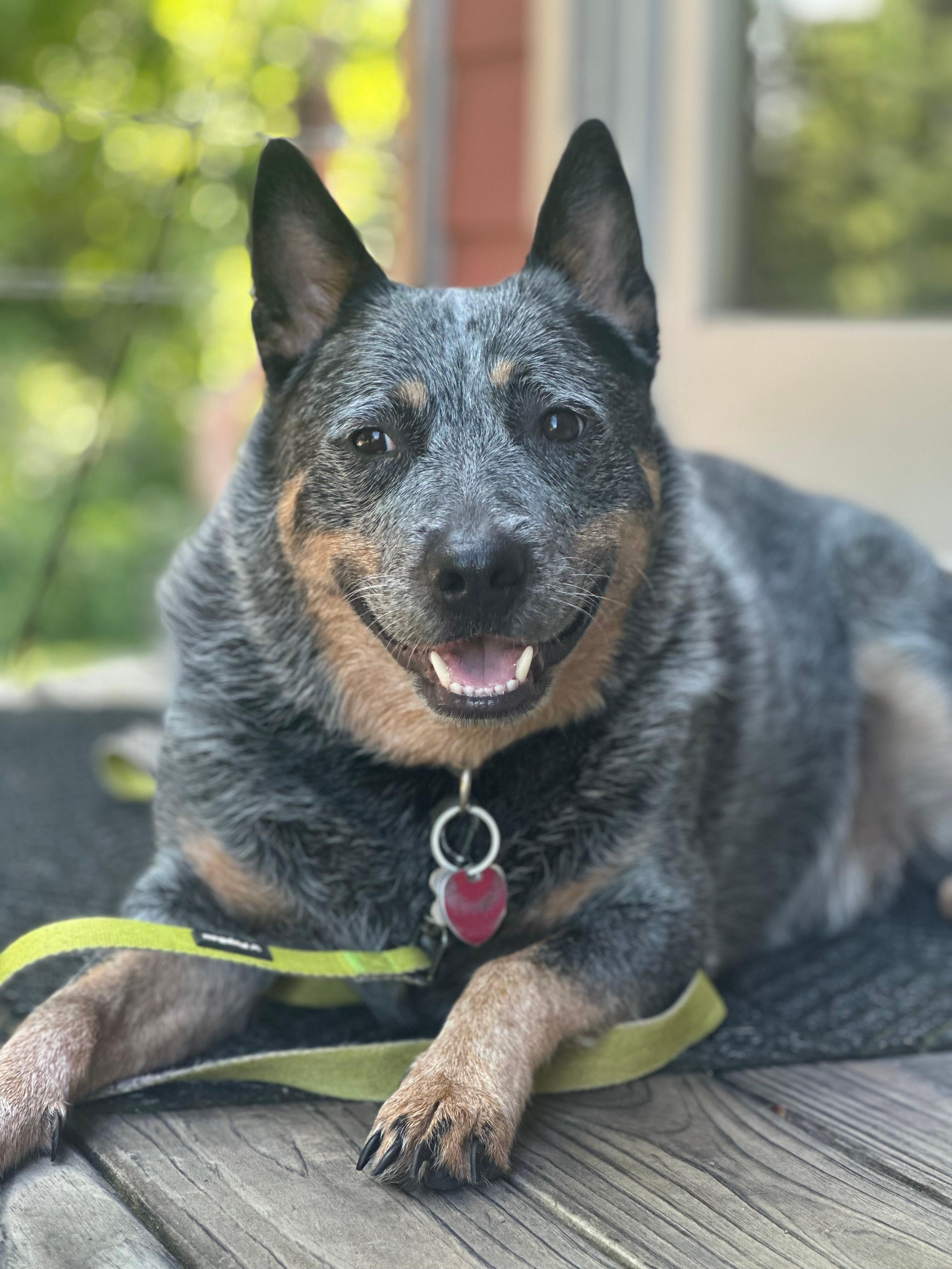 Our dog loved it here, too!