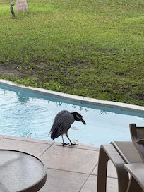 A visitor one morning