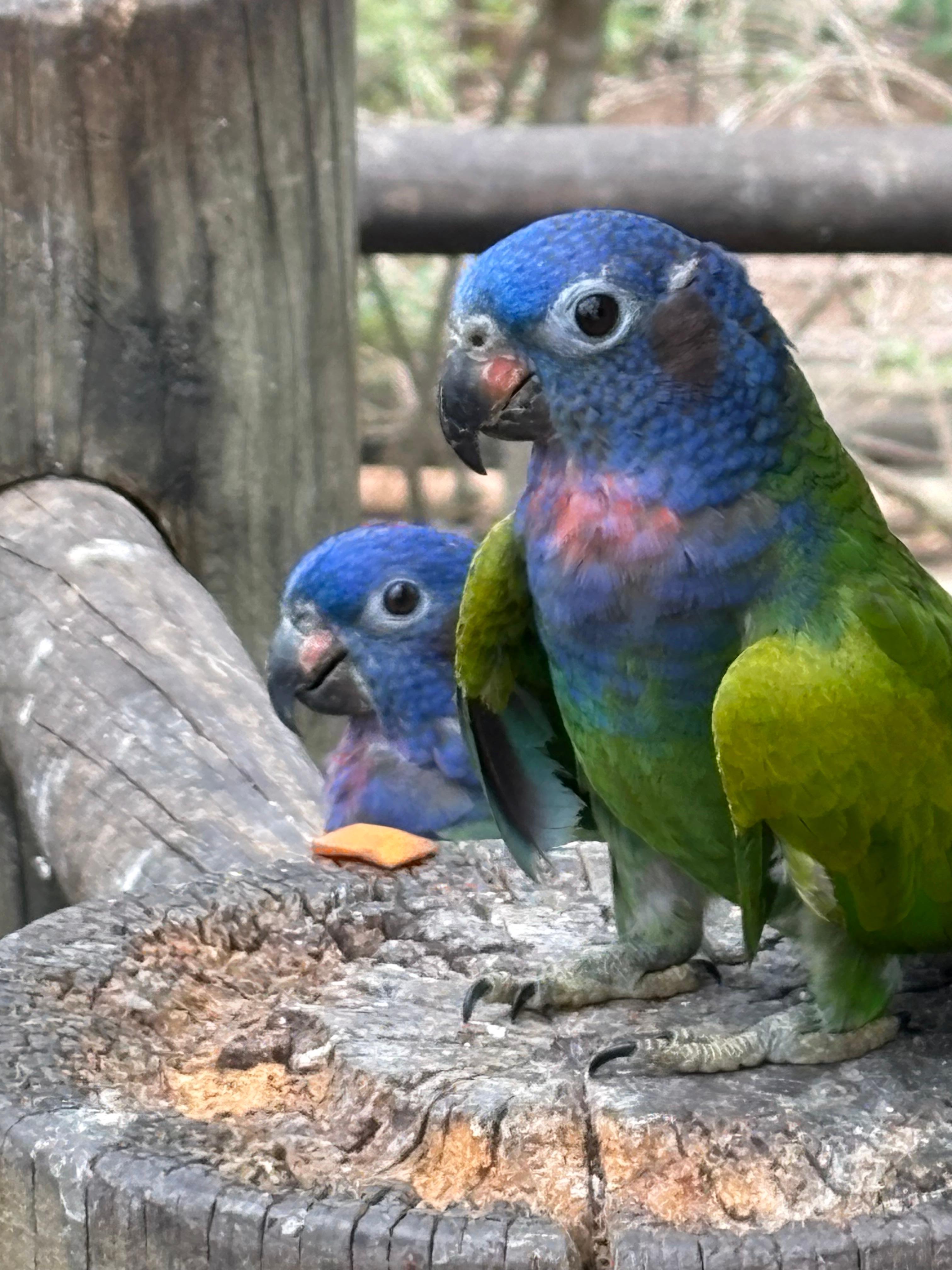 Aviary excursion