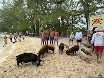 Pig Island