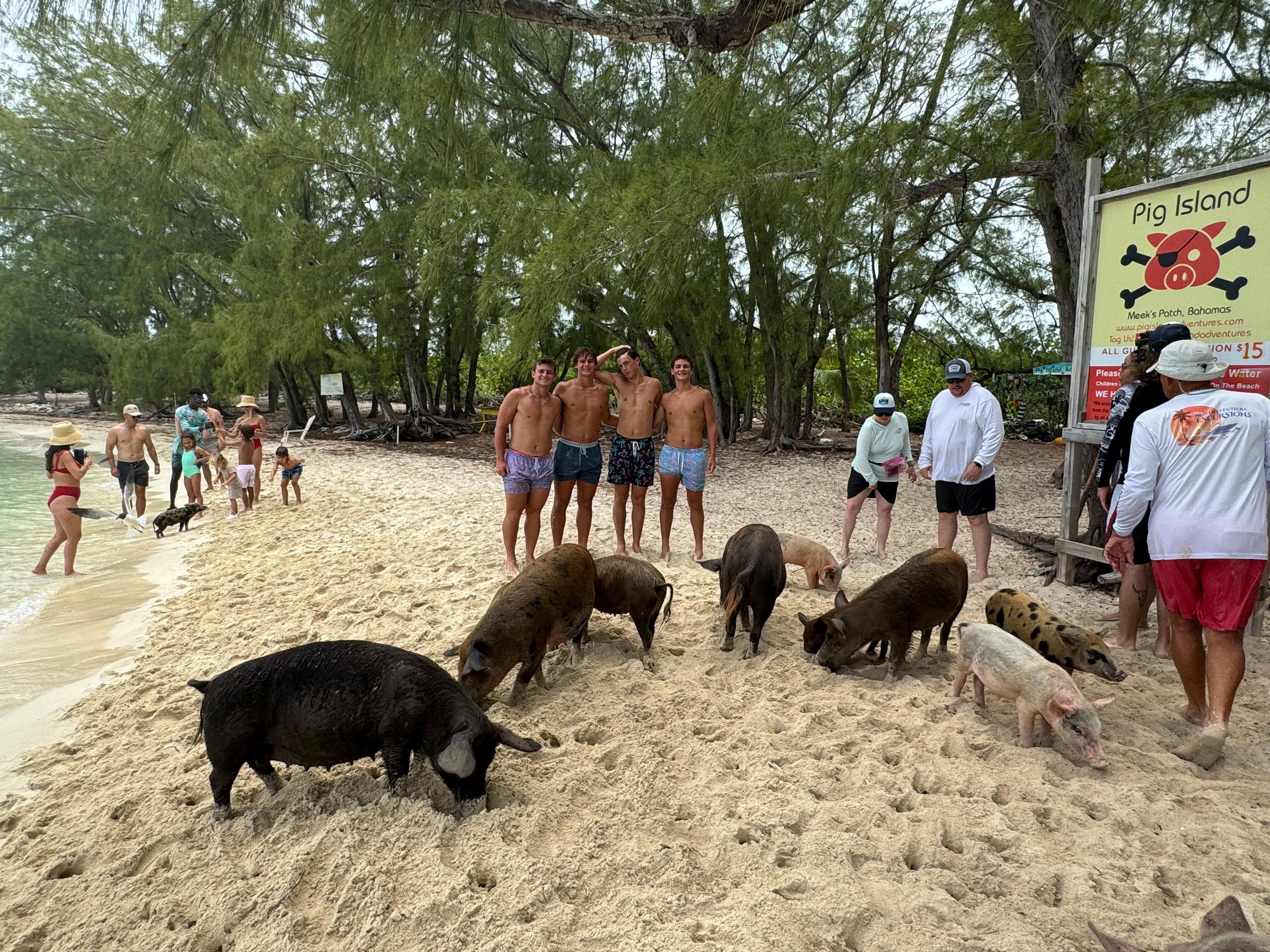 Pig Island