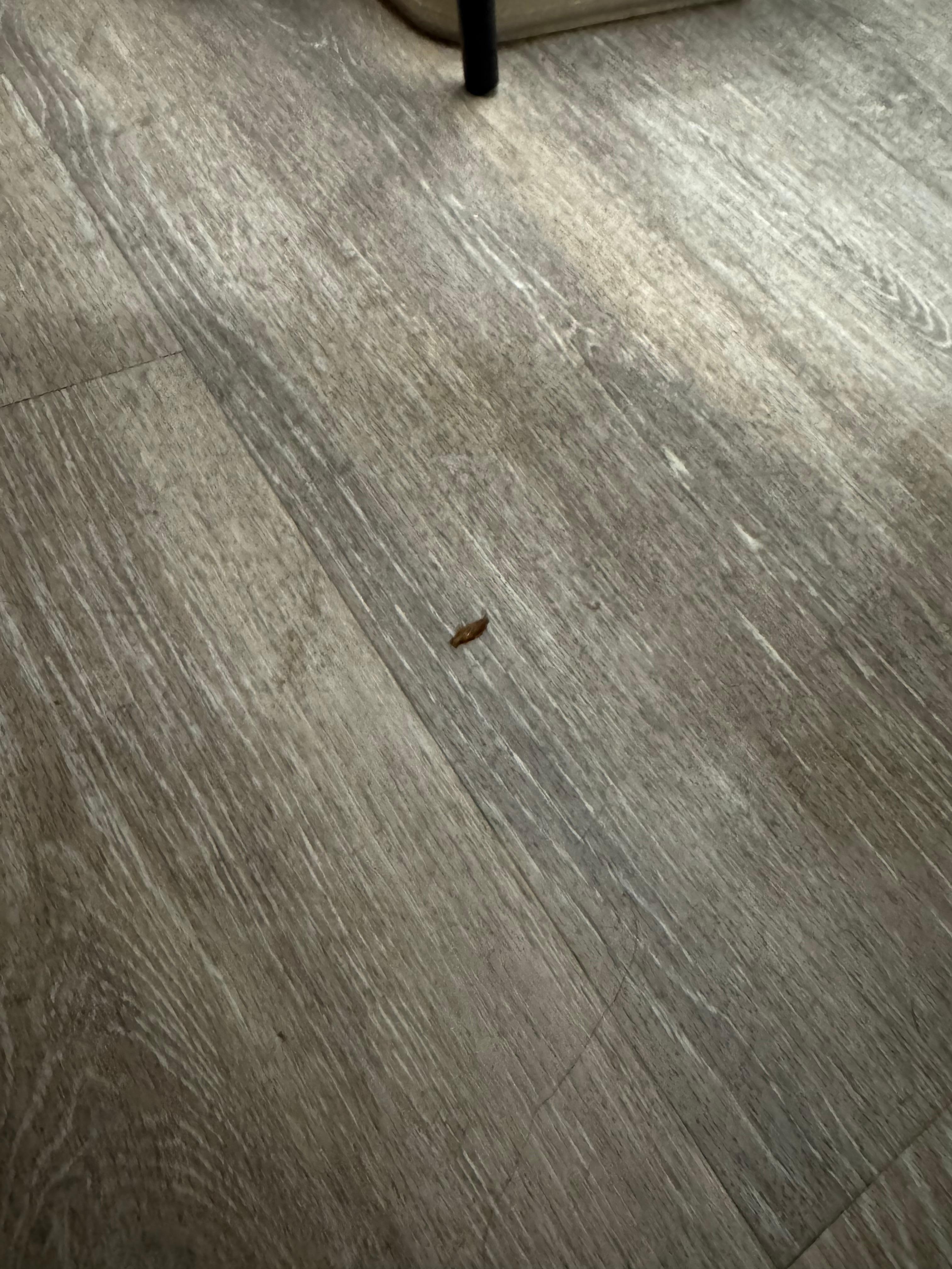 Roach crawling on floor.

