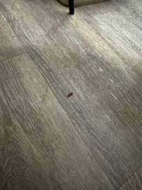 Roach crawling on floor.