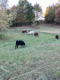 Cows