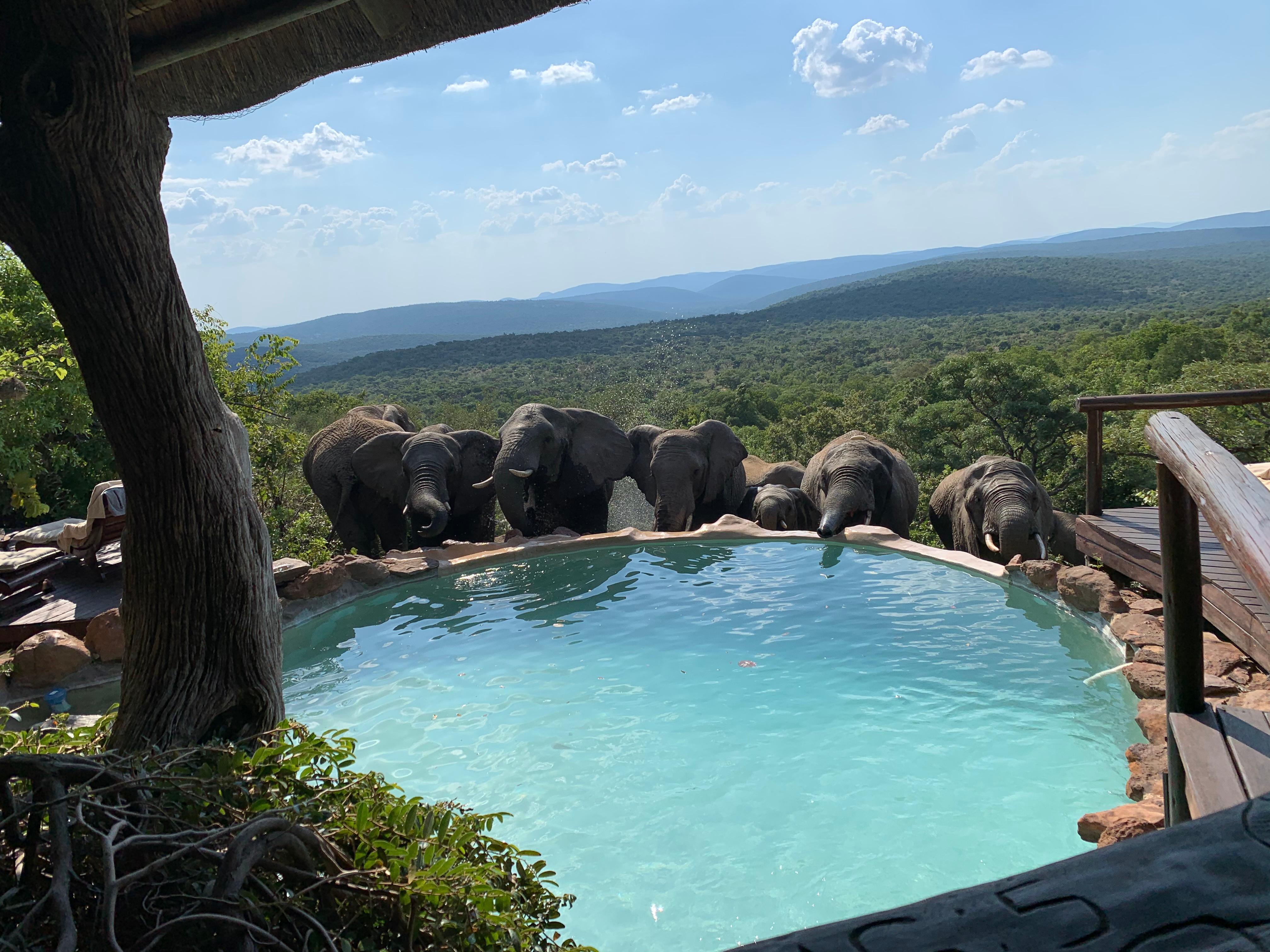 Pool visitors