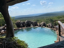 Pool visitors