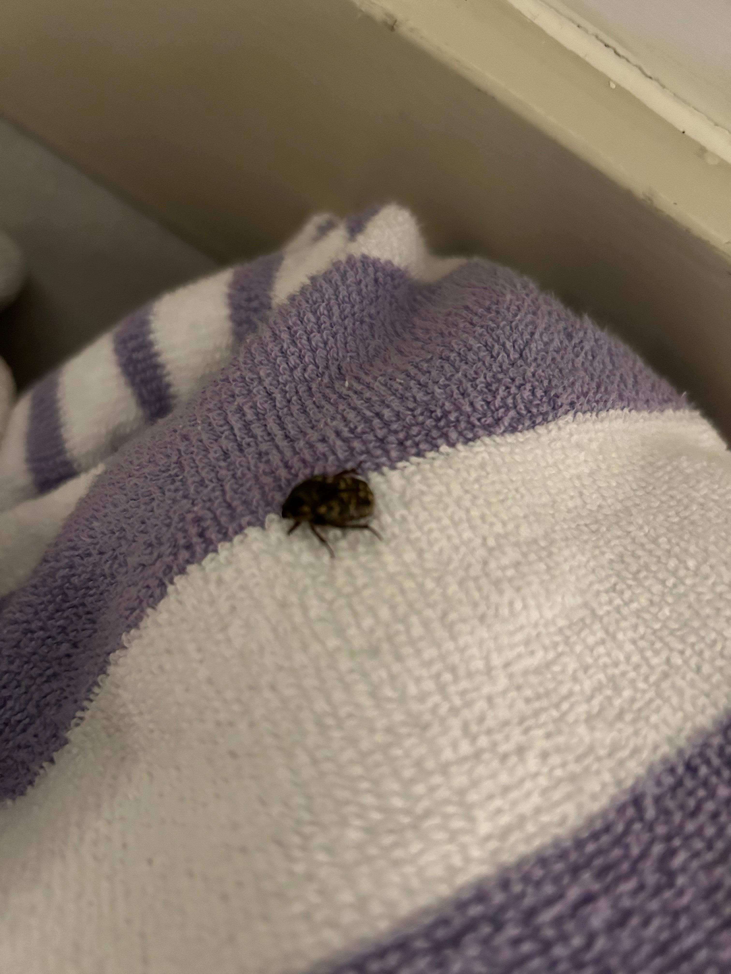 Kakerlakk på rommet!!