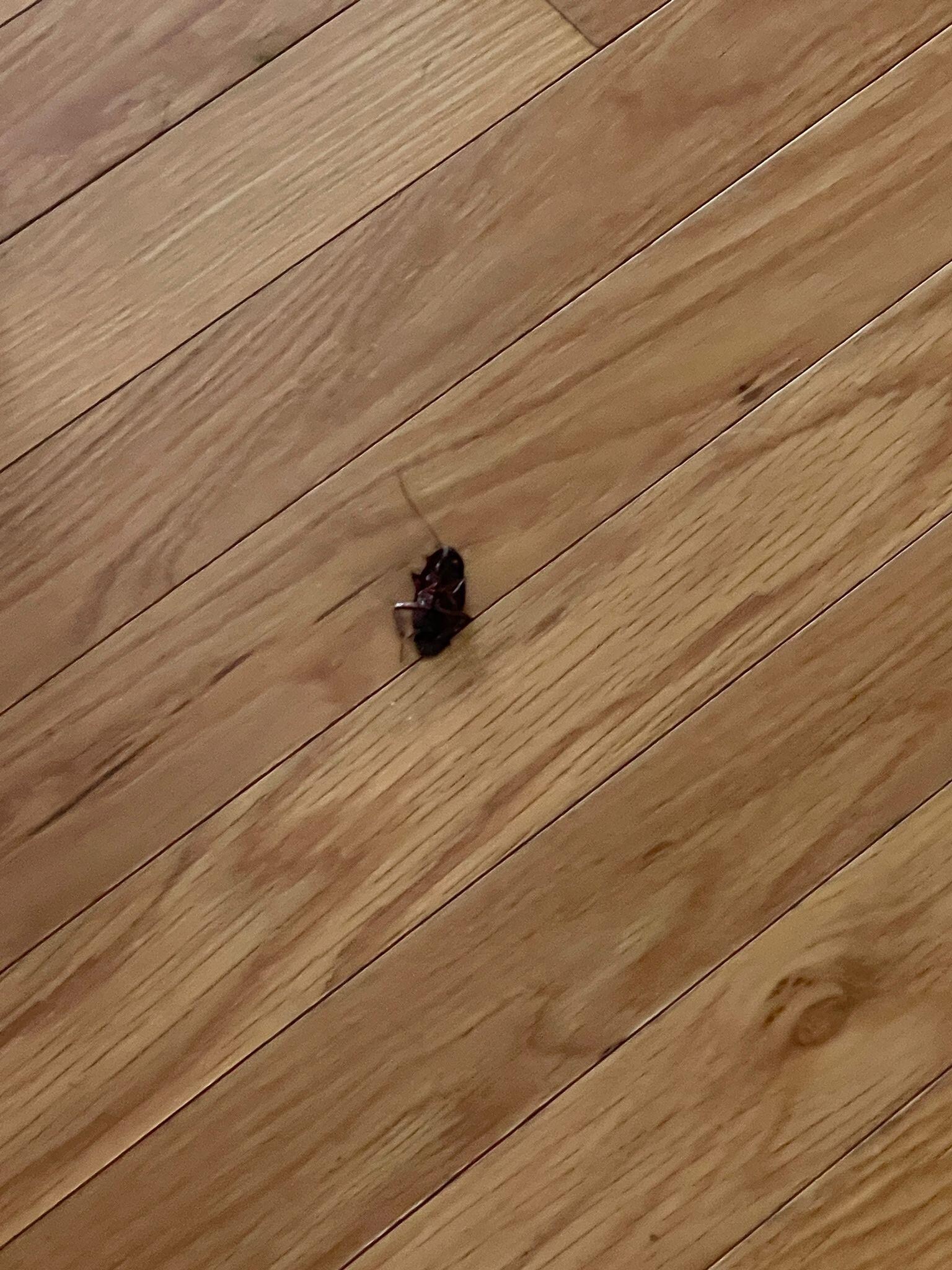 Roaches.