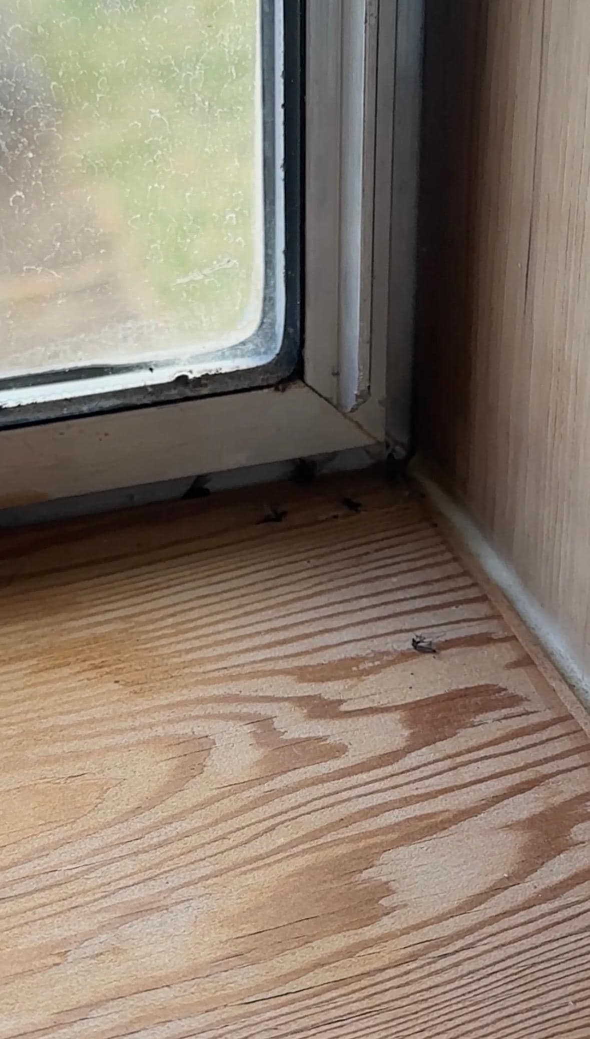 Bugs on the countertop