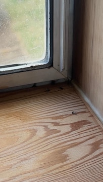 Bugs on the countertop