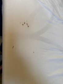 More blood stains