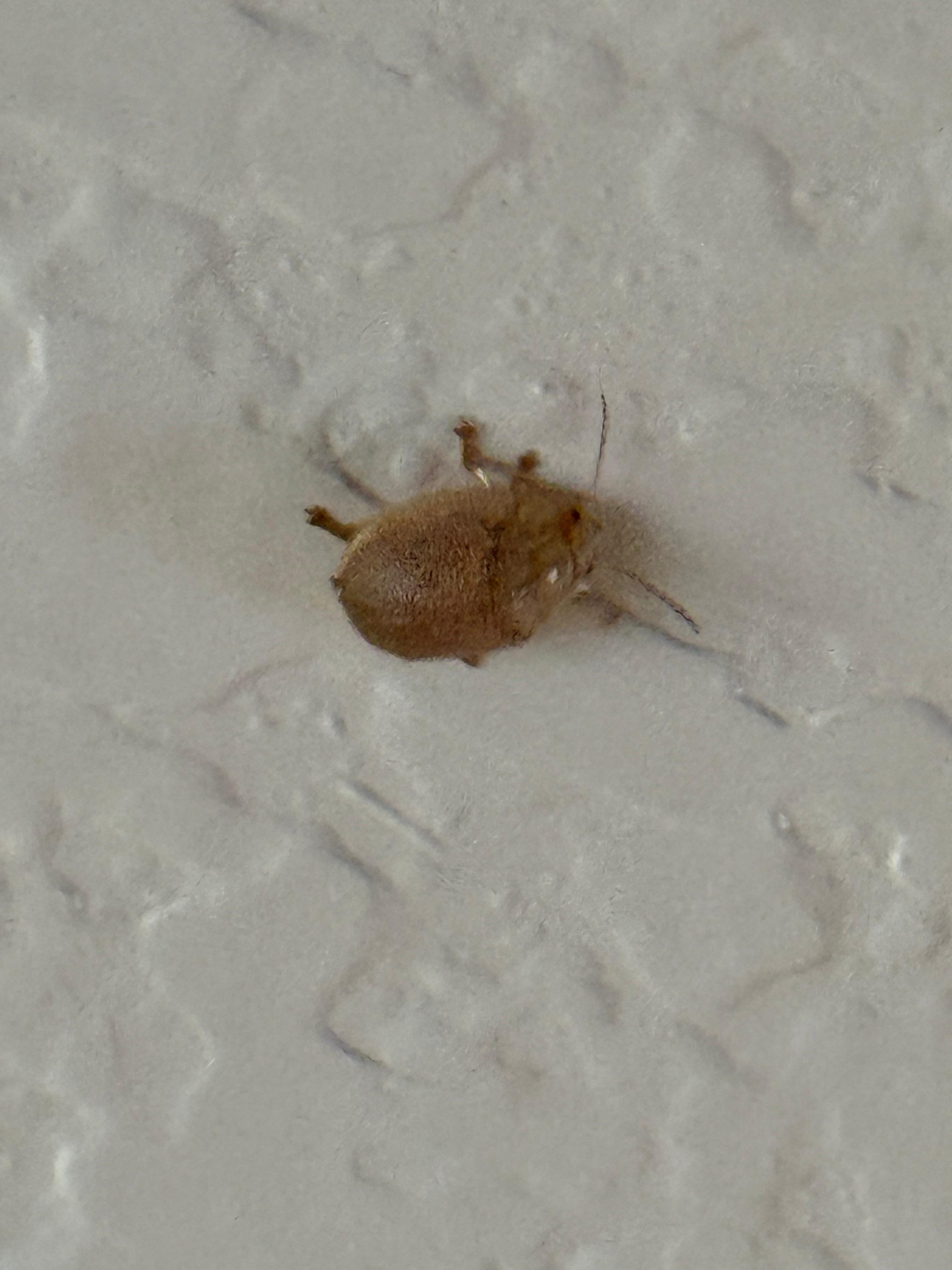 Carpet beetle.