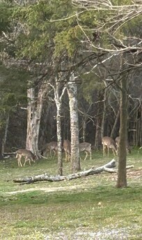 Deer every night