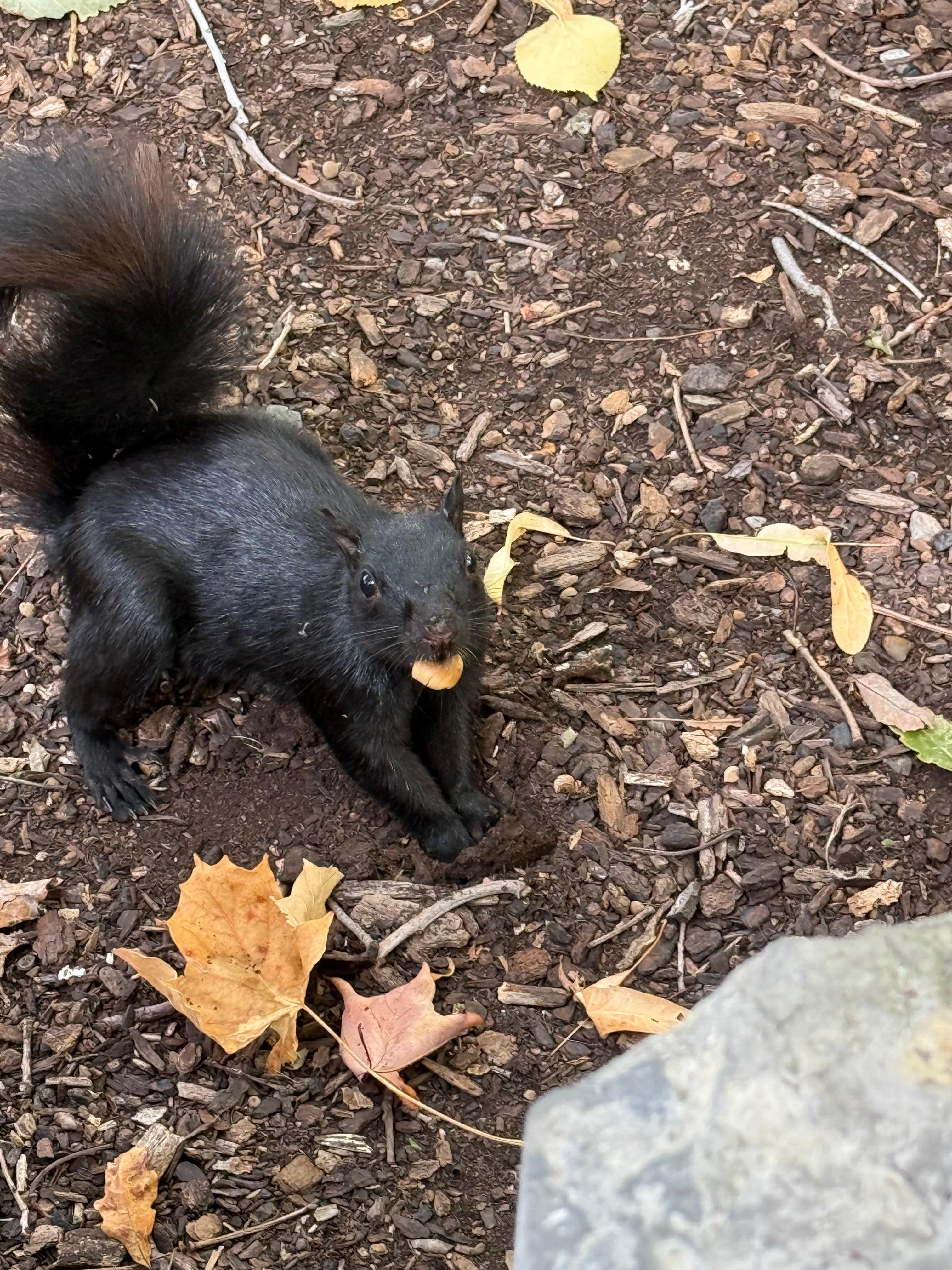 Lots of black squirrels. 