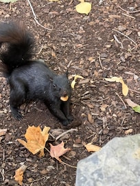 Lots of black squirrels.