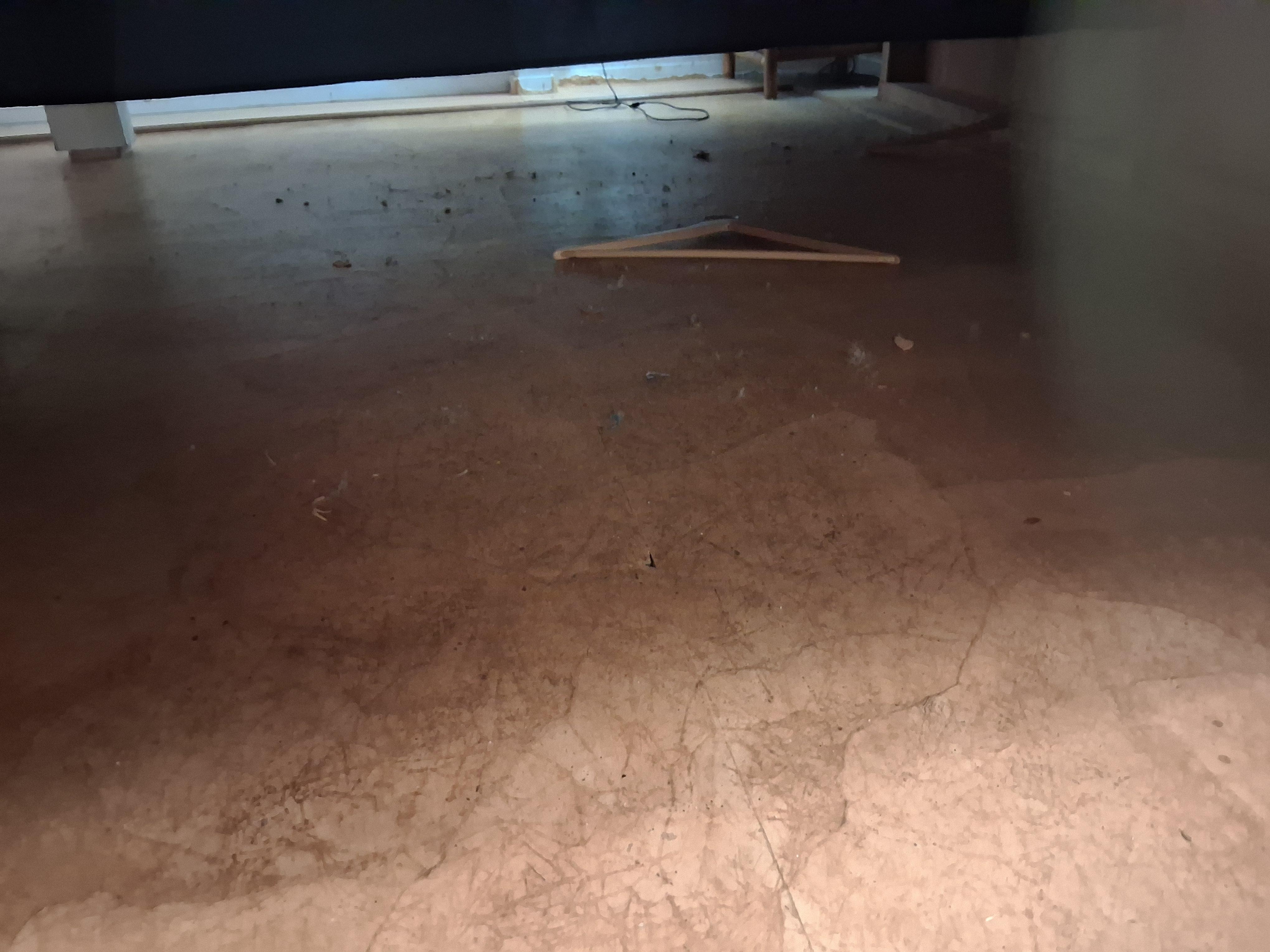 Dust bunnies / roach