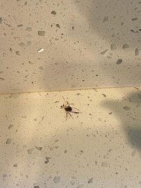 Spider on arrival