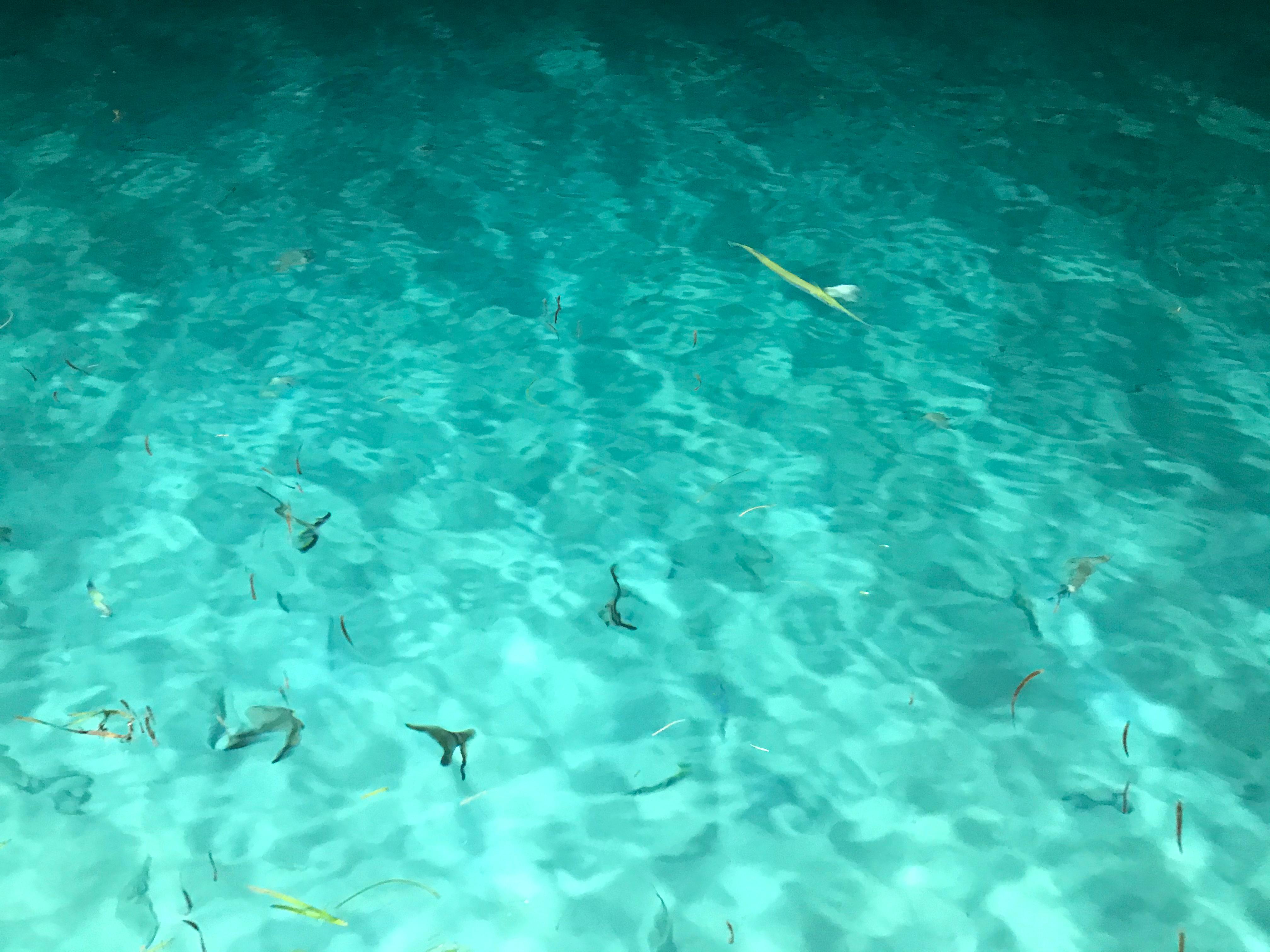 Bat fish off the pier at night