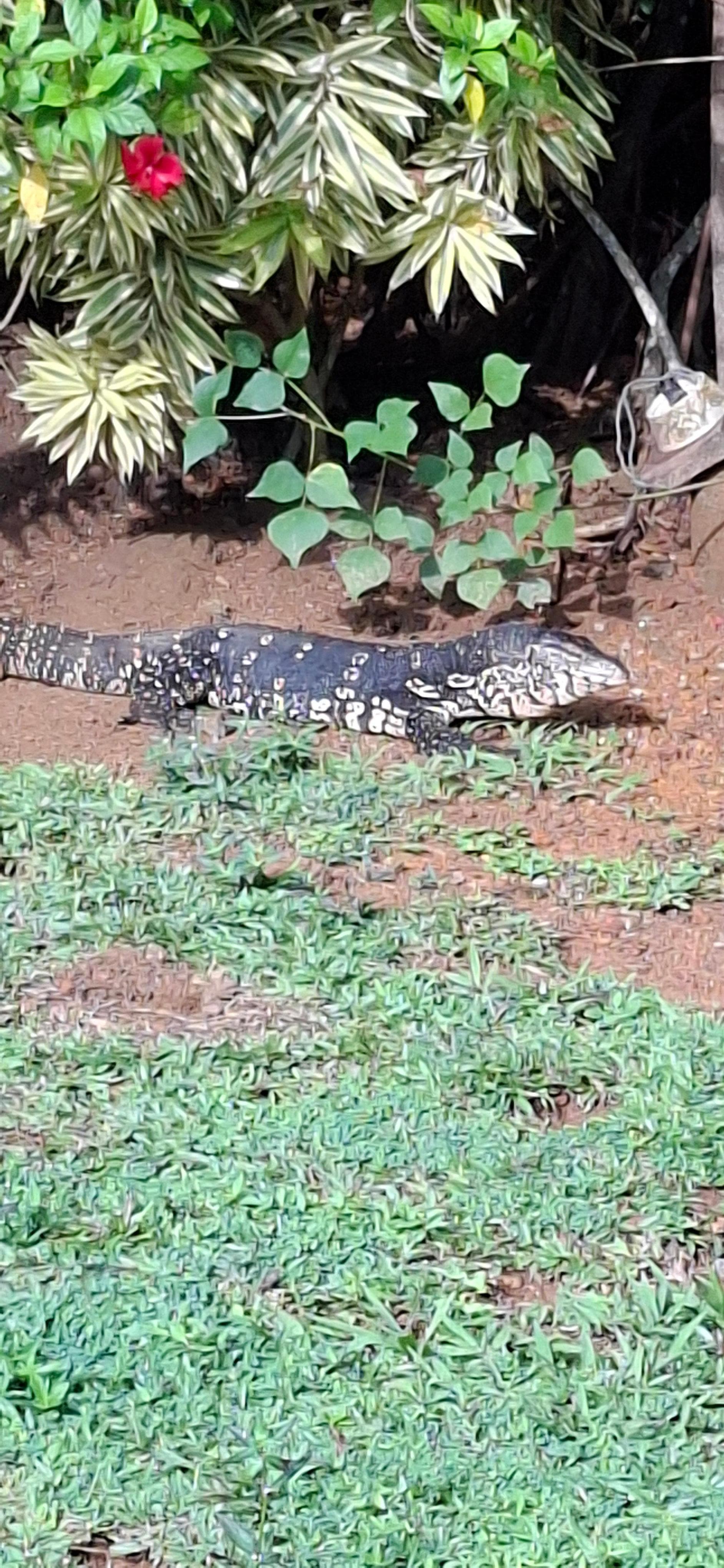 Komodos on the lawn at the hotel!