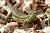 Local lizard in the garden