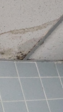 Ceiling with mold