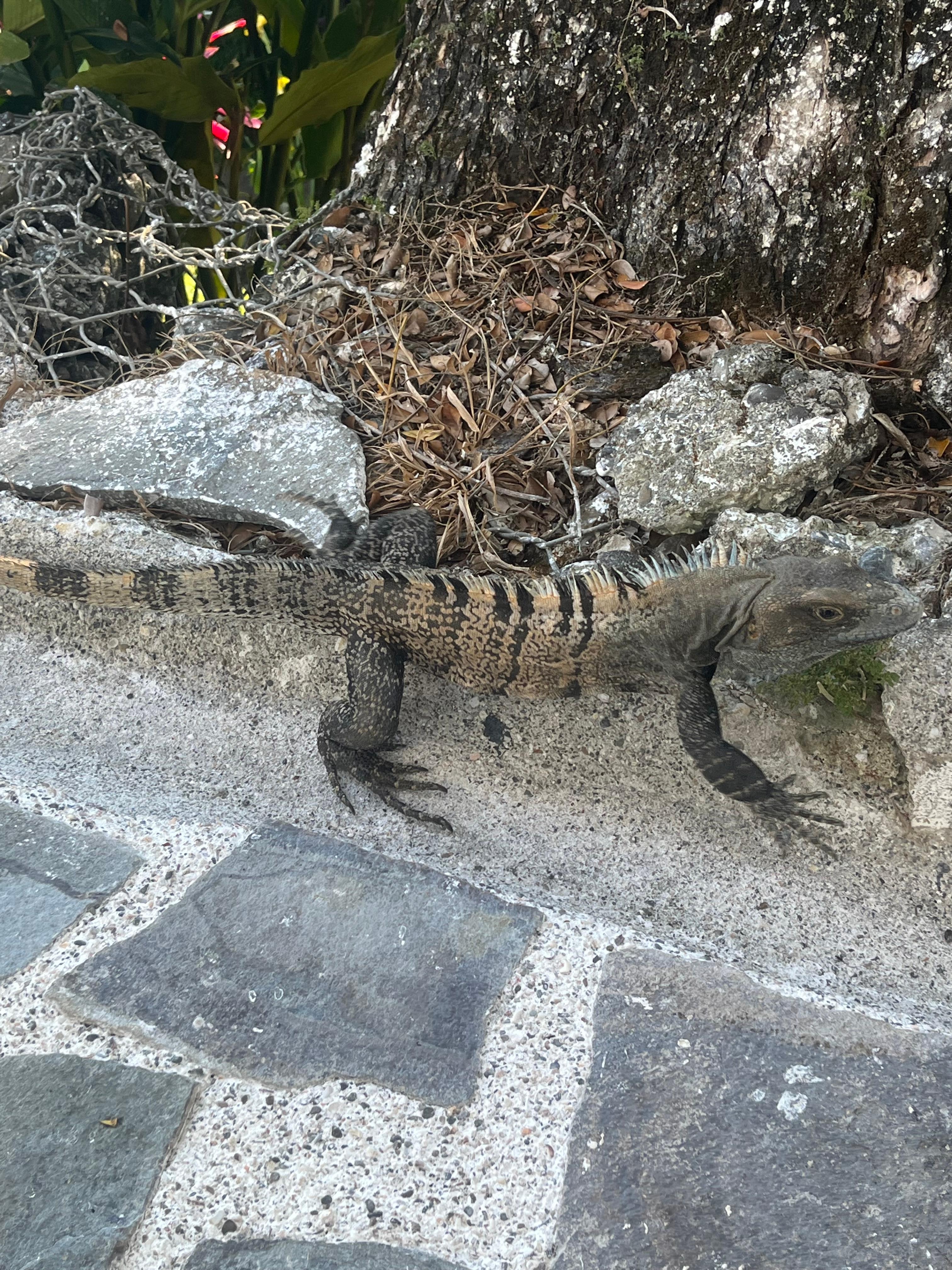 True to its namesake