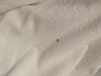 Some sort of blood or some something else stain.