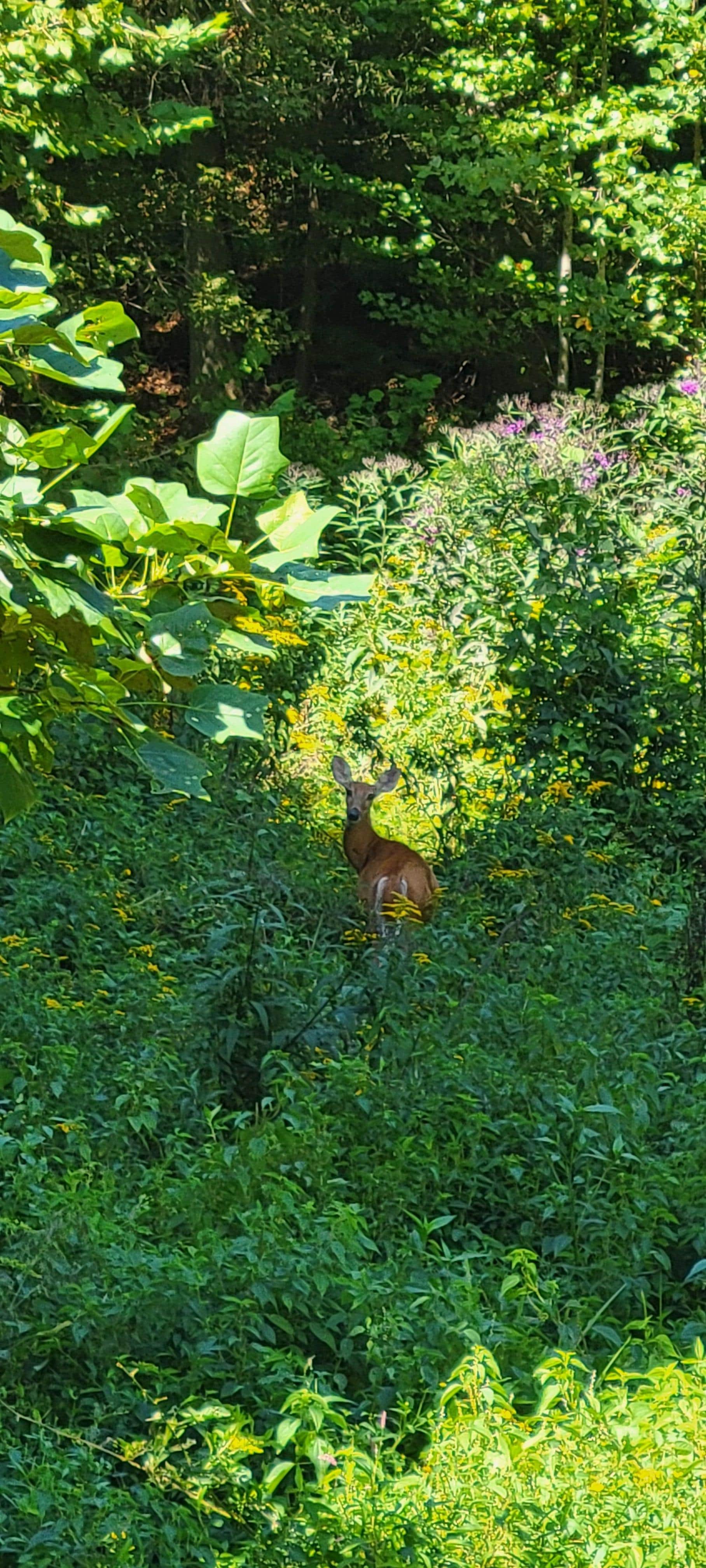 Standing on the back deck of the cabin watching the deer eating. 