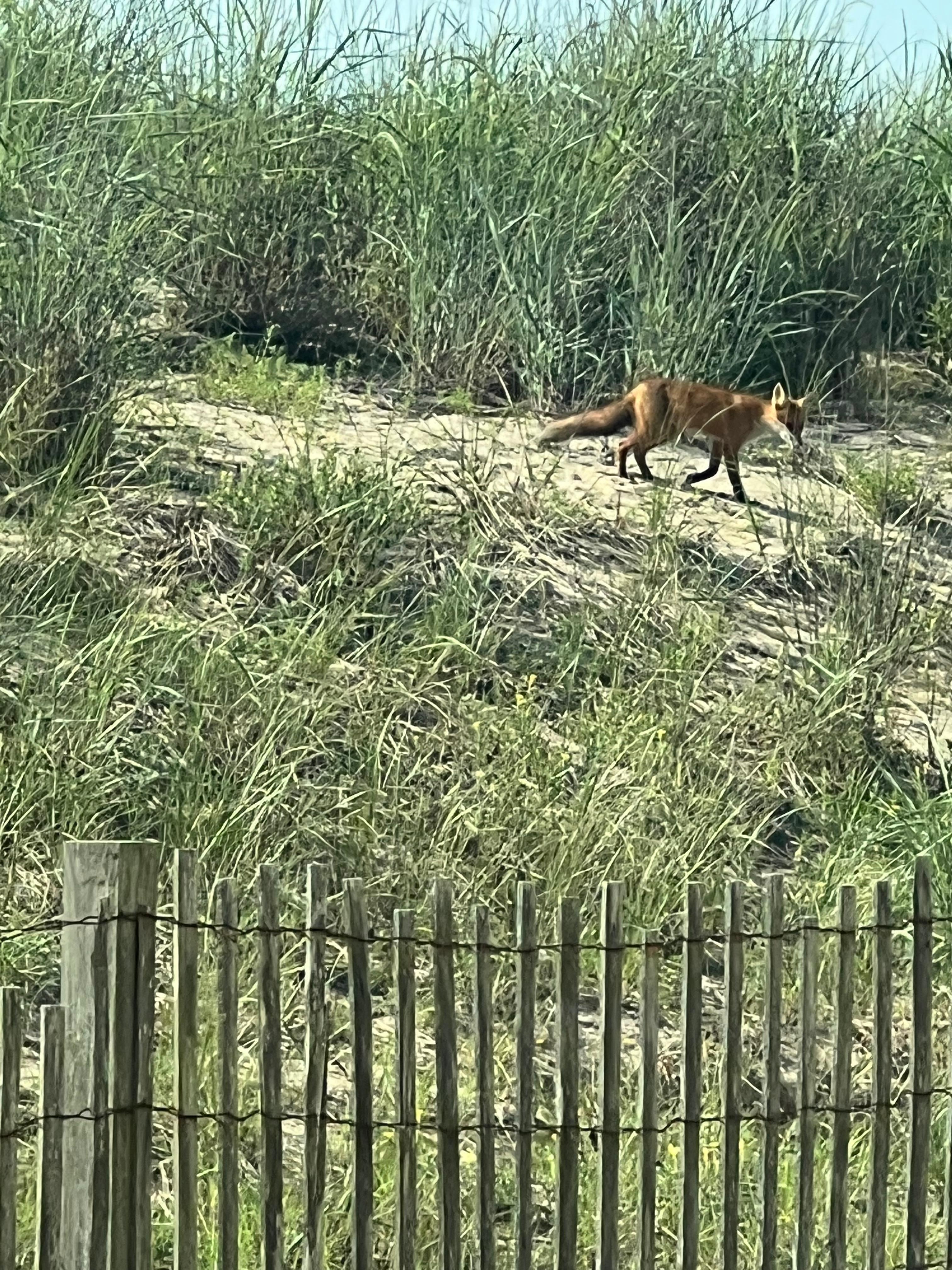 Cute little fox in the sand dune- fun to see them each day