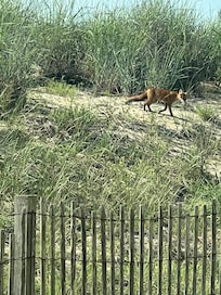 Cute little fox in the sand dune- fun to see them each day