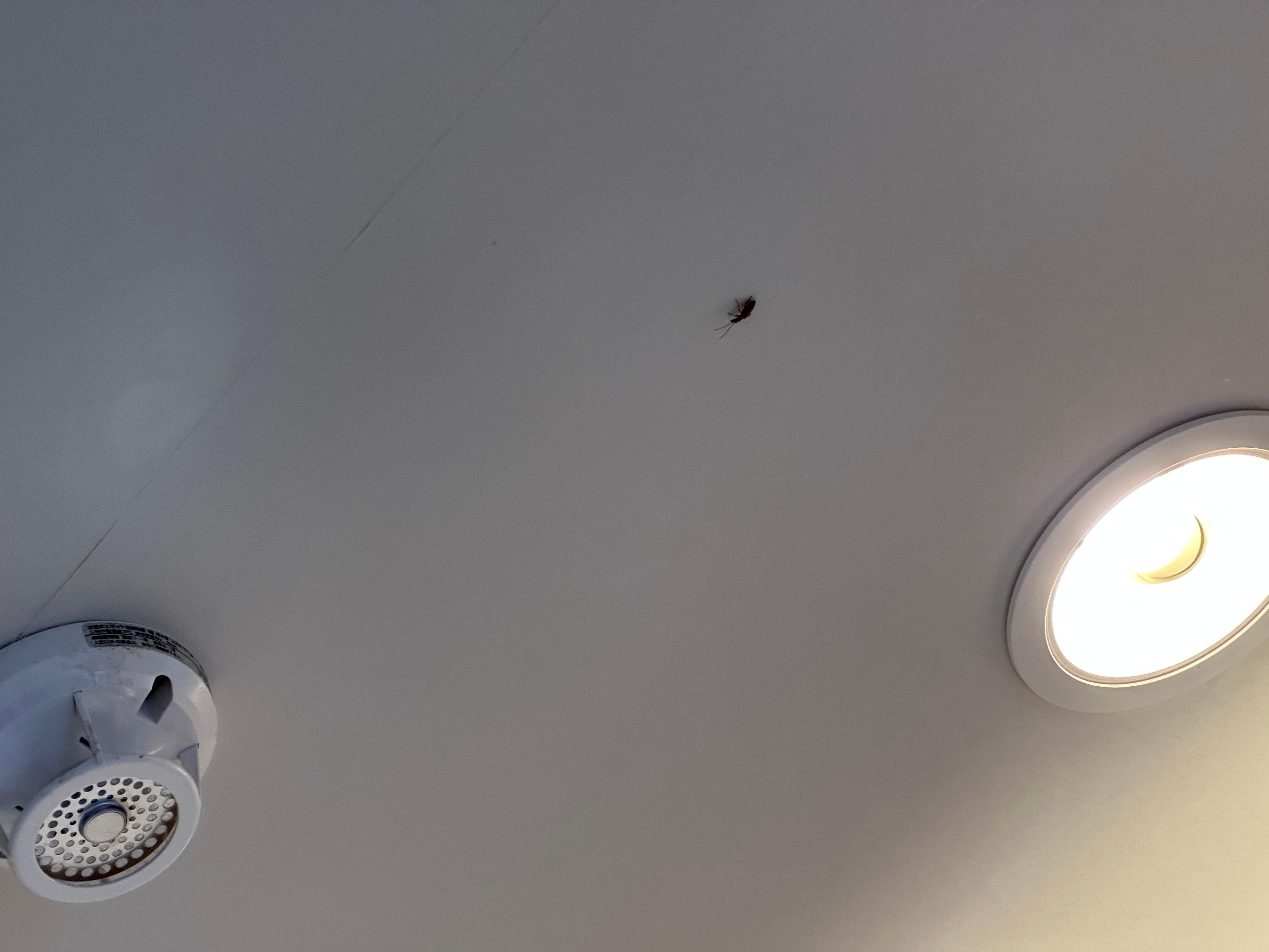 Cockroaches crawling on the ceiling