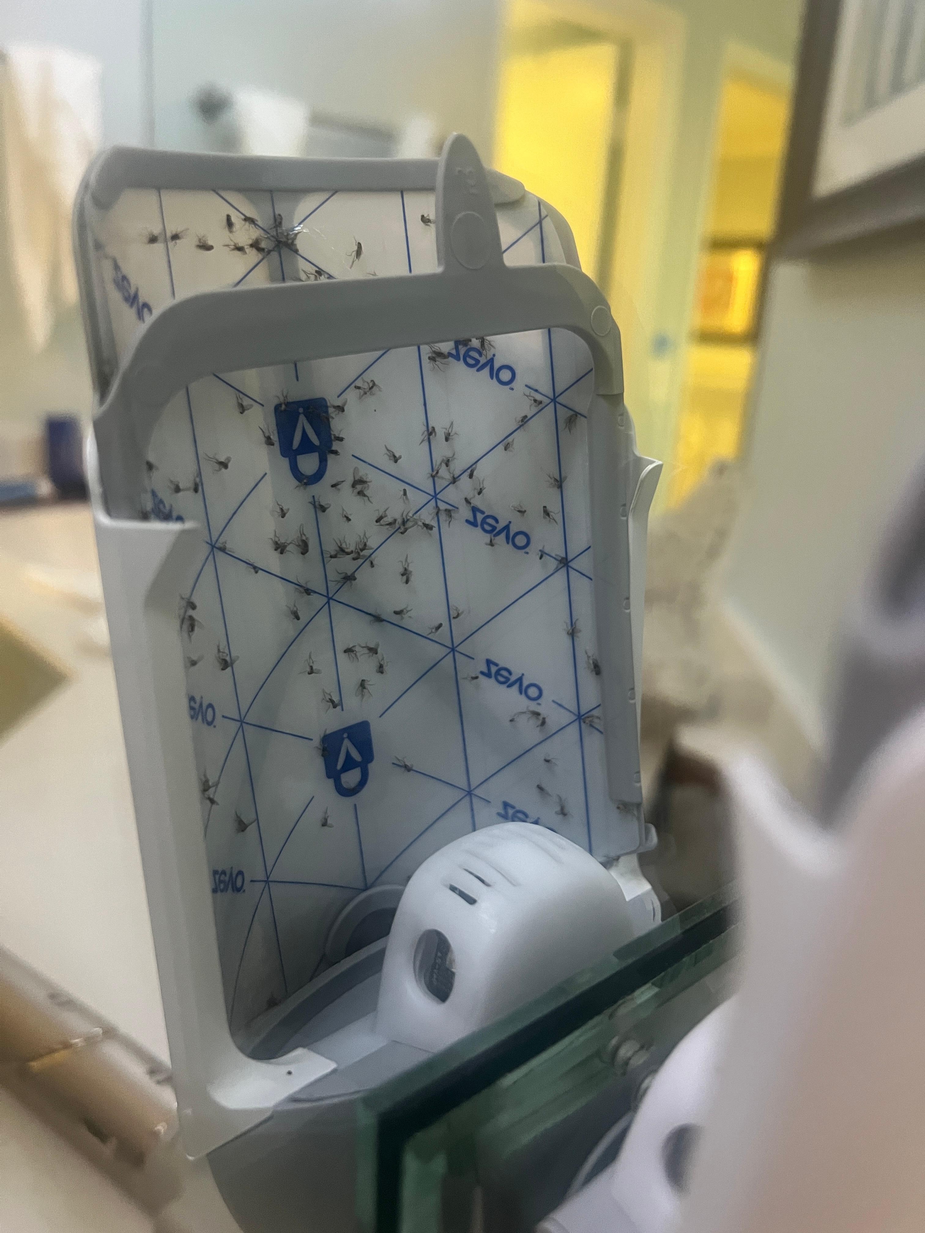 these Zevo plug ins were everywhere and filled w bugs, yet more flying everywhere