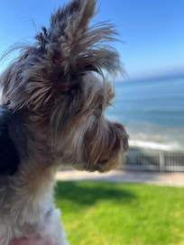 Luna enjoying the views from the balcony