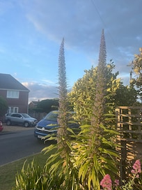 Interesting plant
