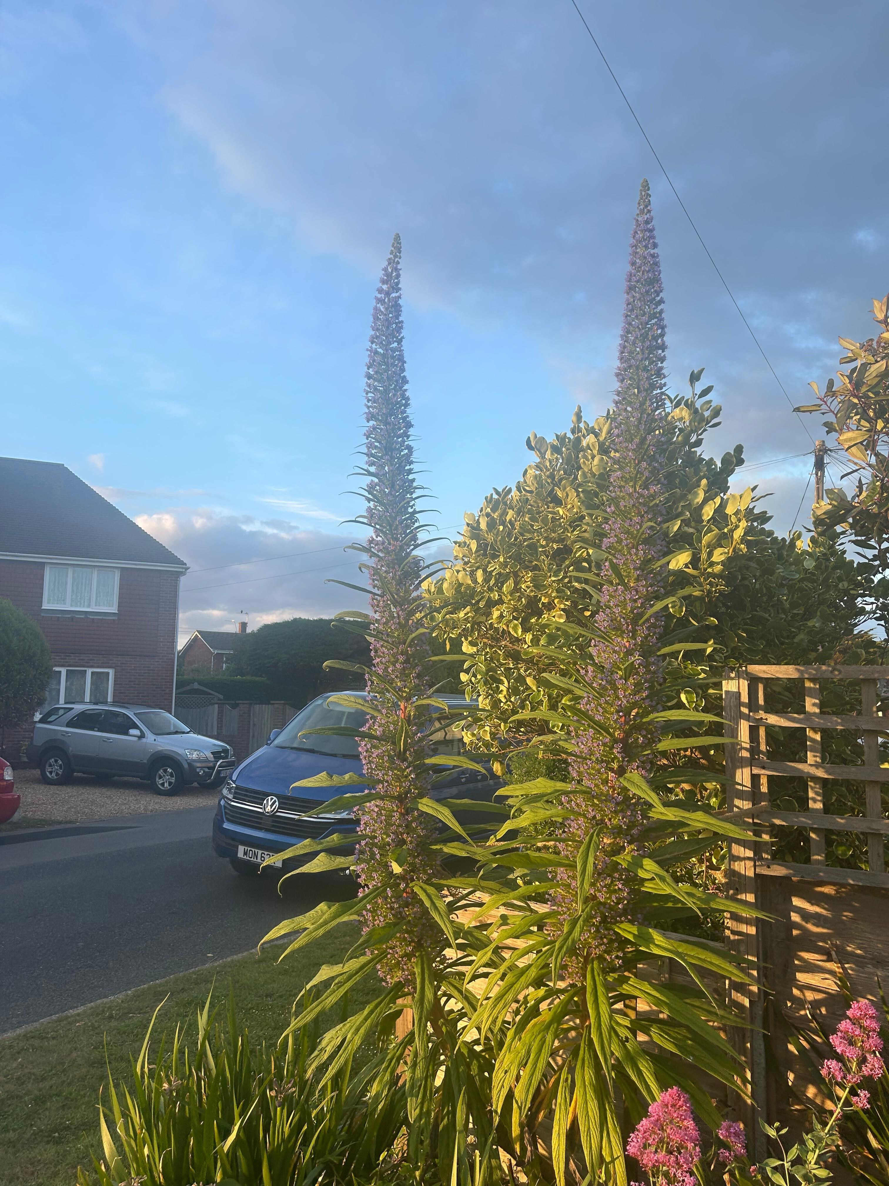 Interesting plant 