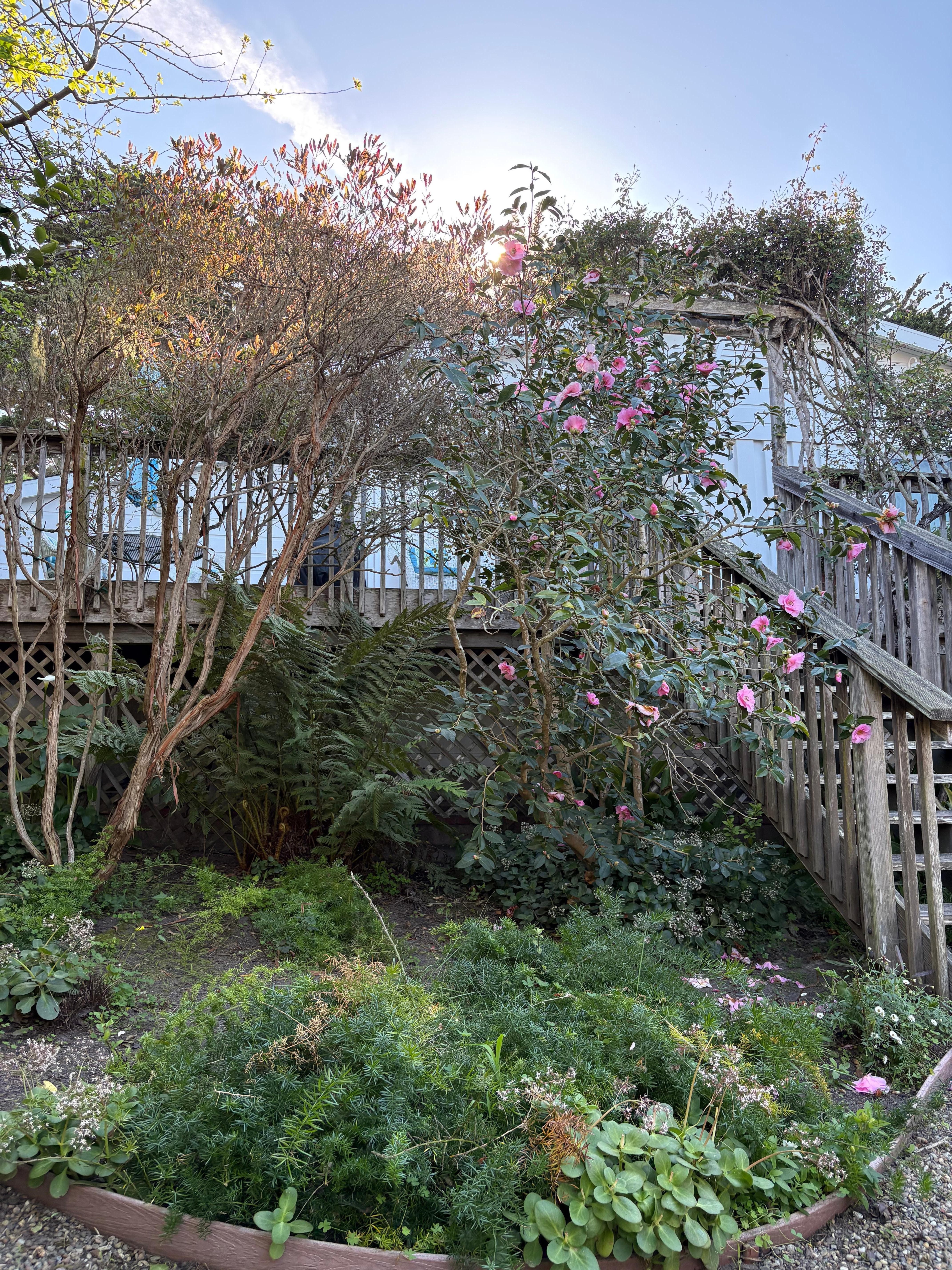 Peaceful back deck