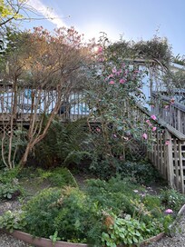 Peaceful back deck