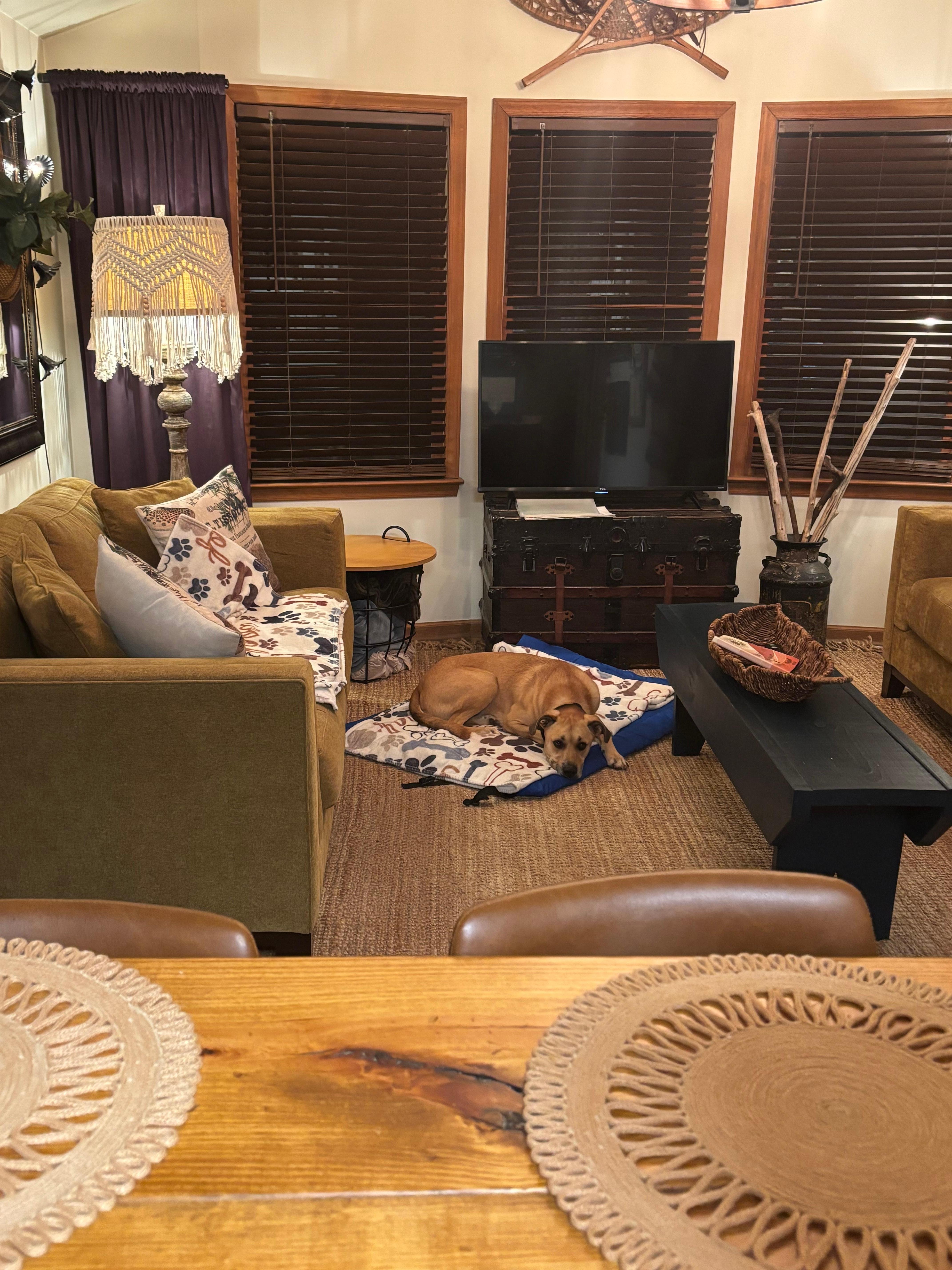 Beau ( dog) felt right at home!!!