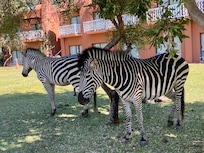 Zebras by our room