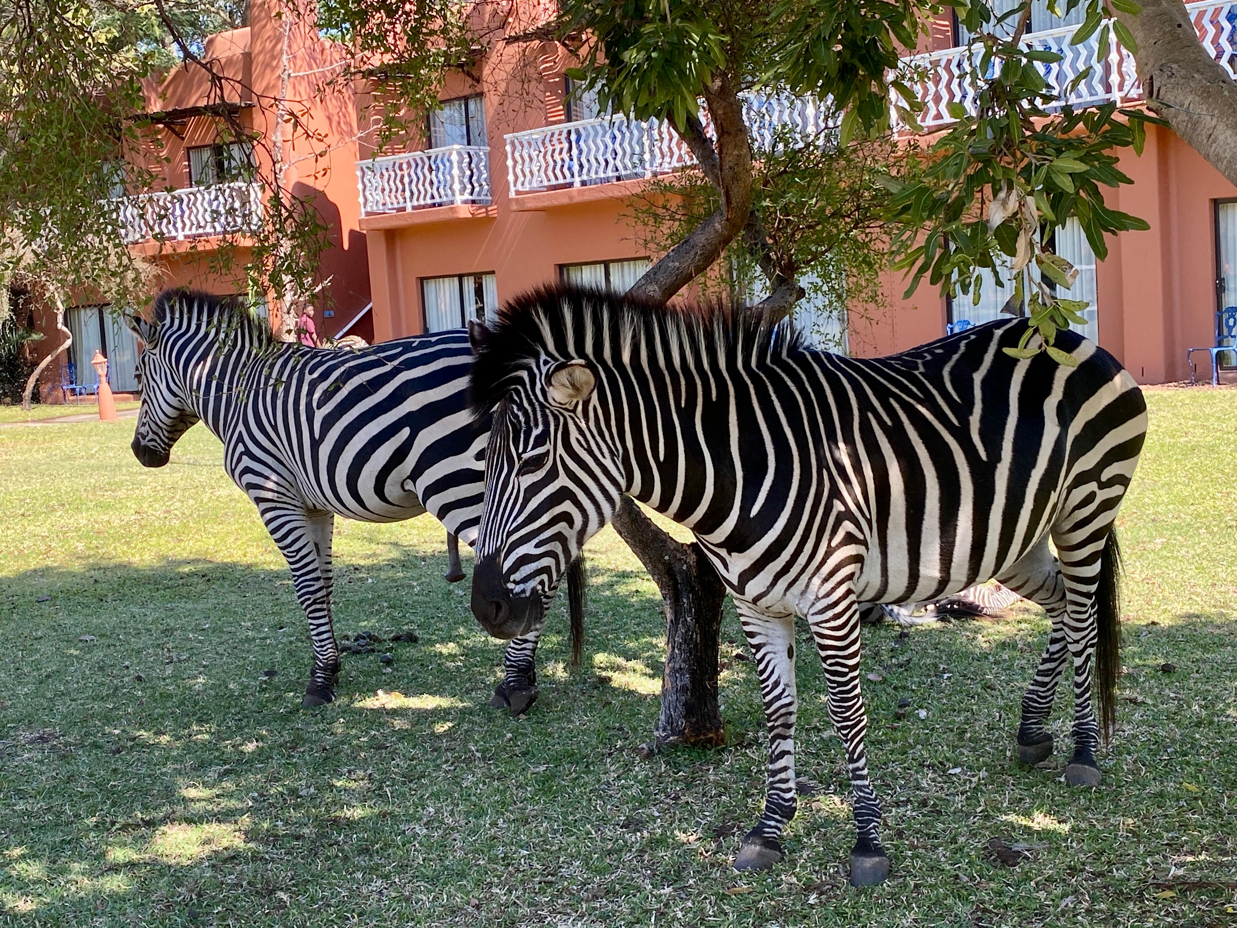 Zebras by our room 