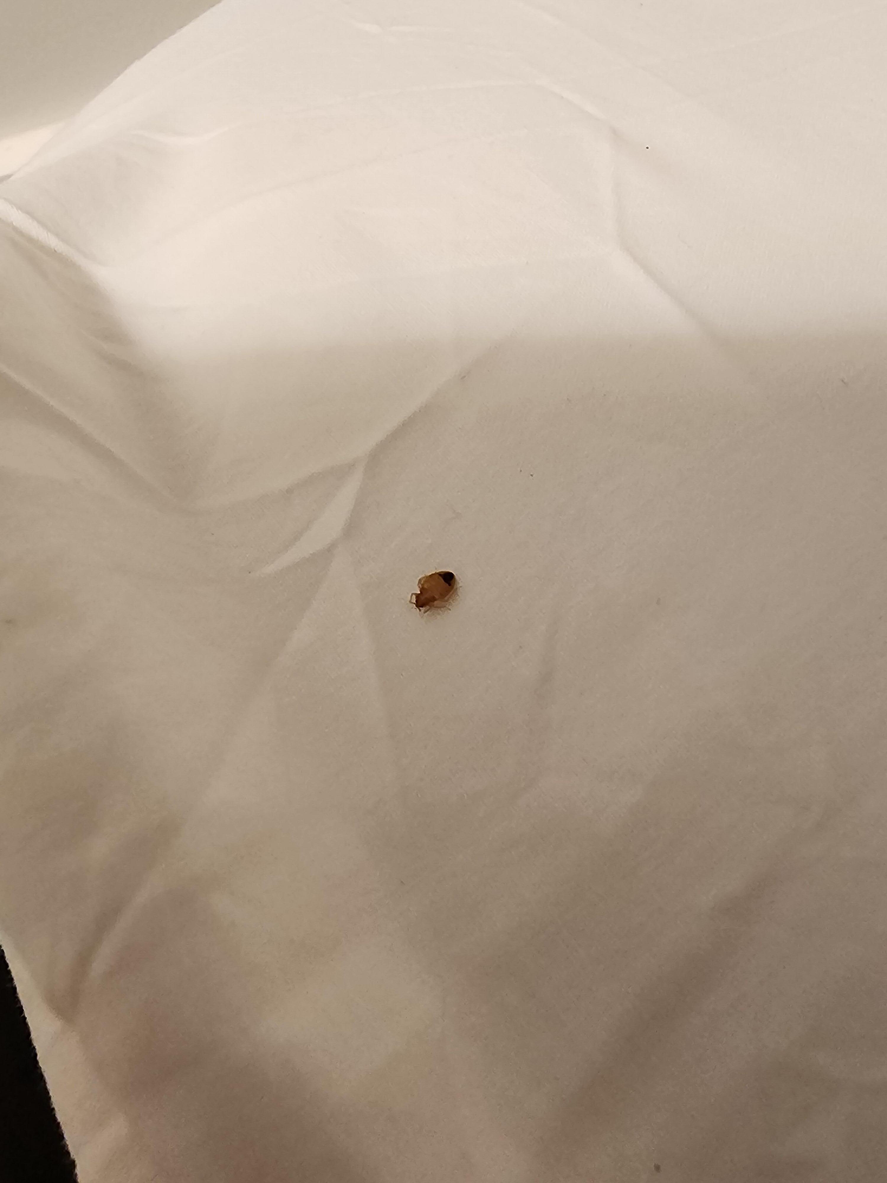 Bed bug shell lying on top of mattress on one of the beds.. lying on top of the fitted sheet.