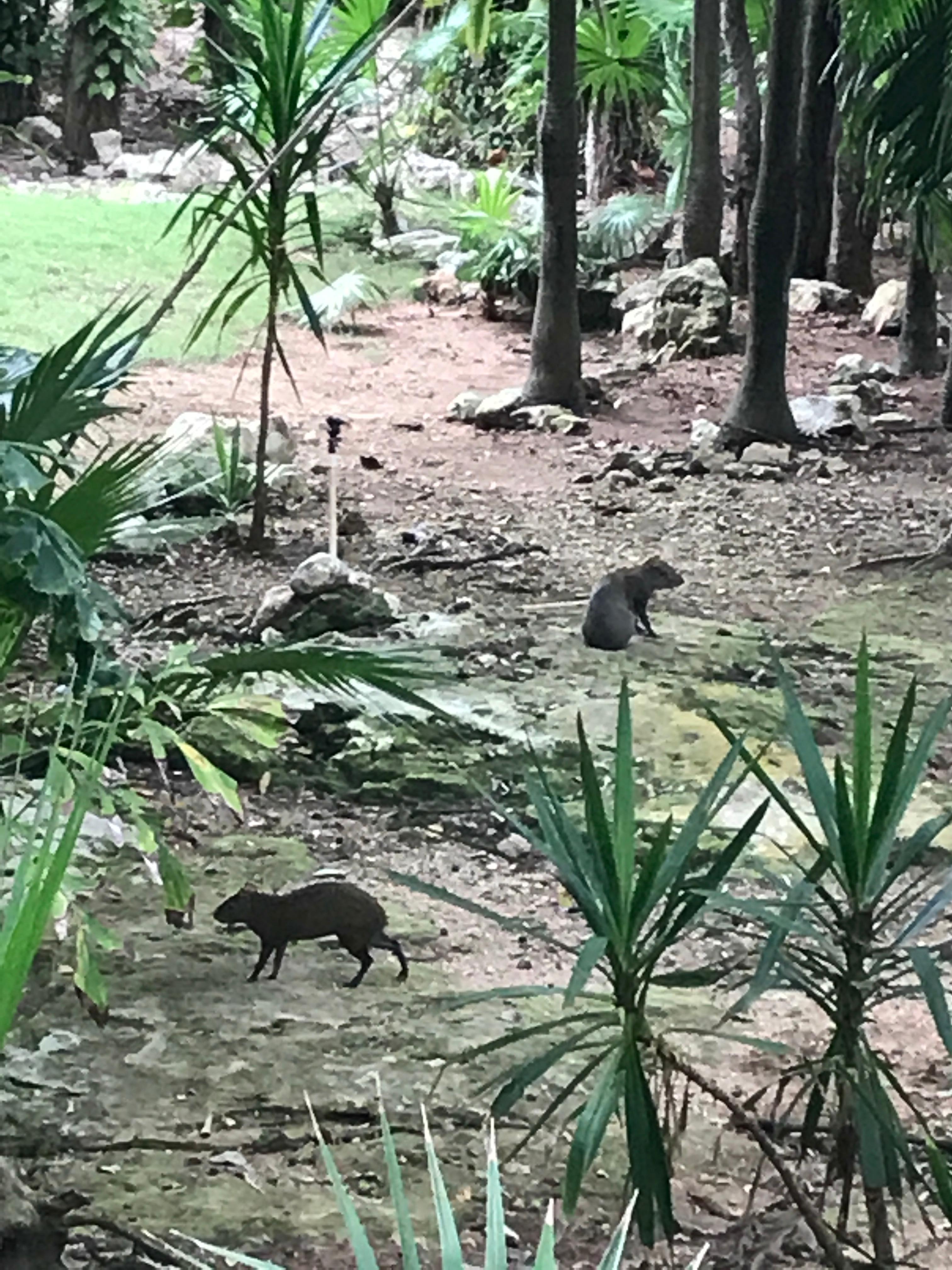 Wildlife