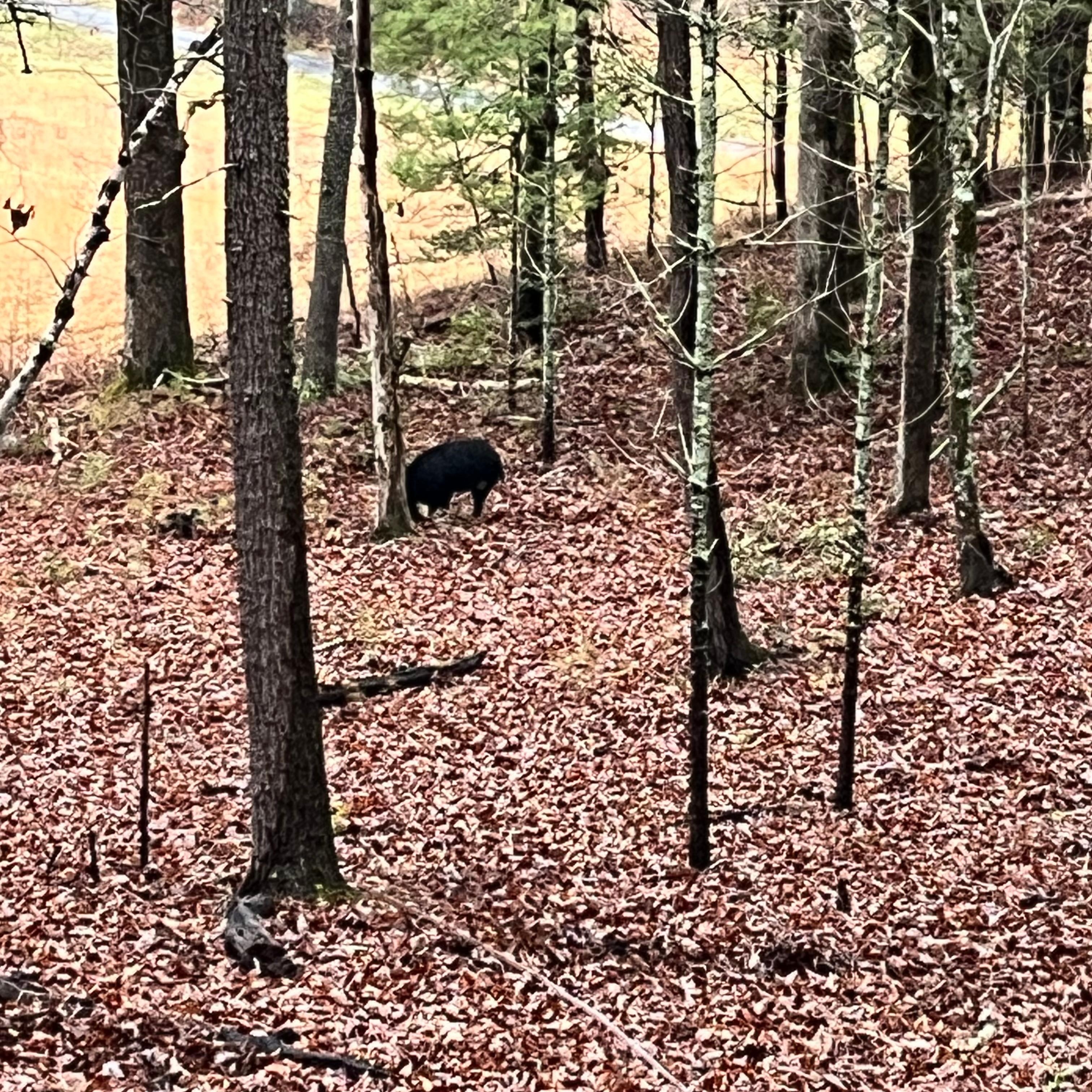 Cades cove- about an hour drive away- must do!