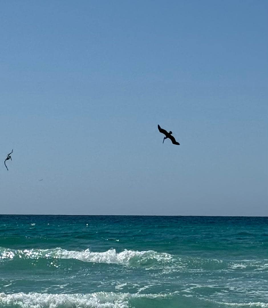 Pelicans’ paradise 