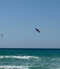 Pelicans’ paradise