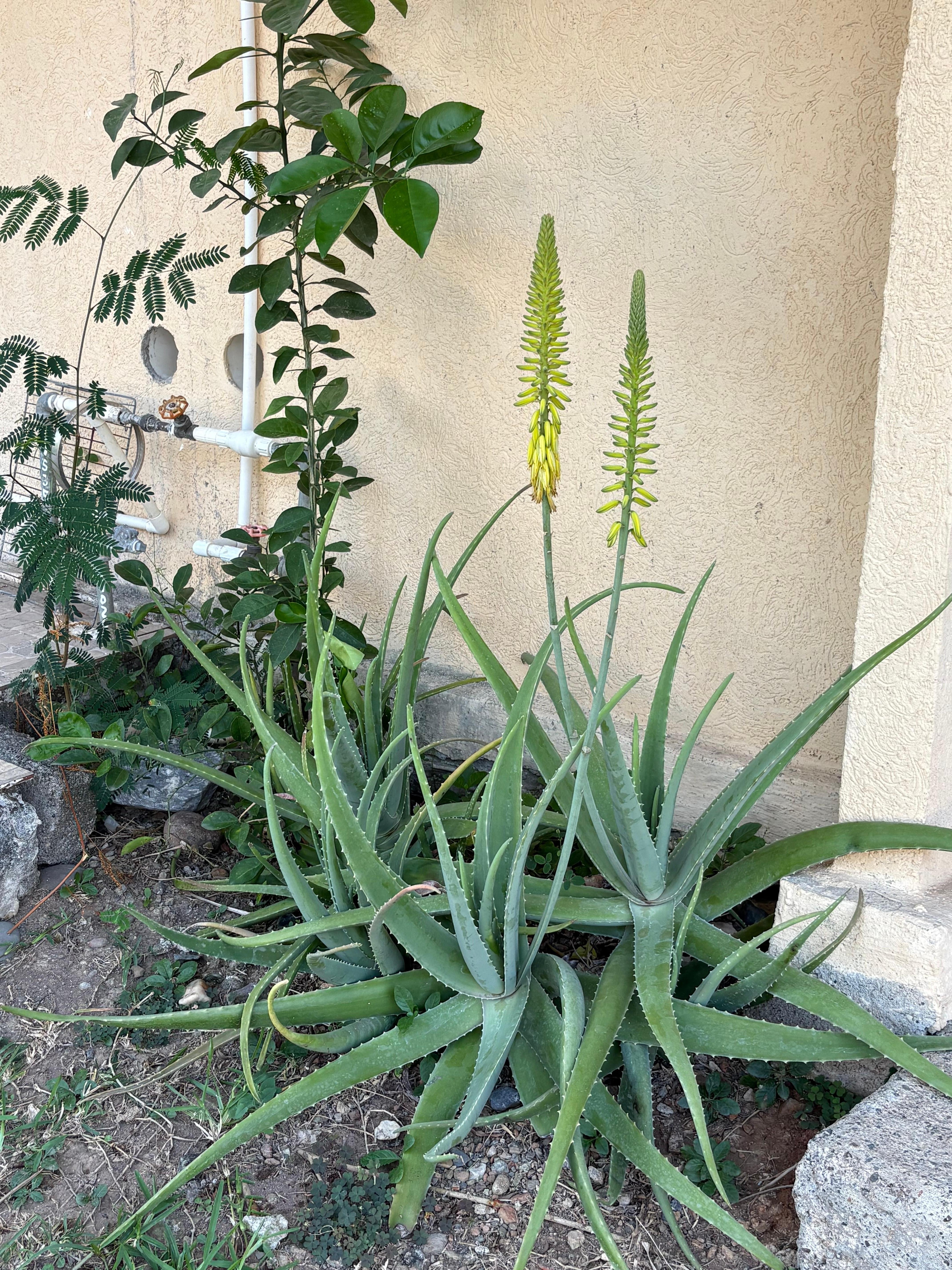 The grounds were secluded and very clean. someone was there every day to maintain our little block.