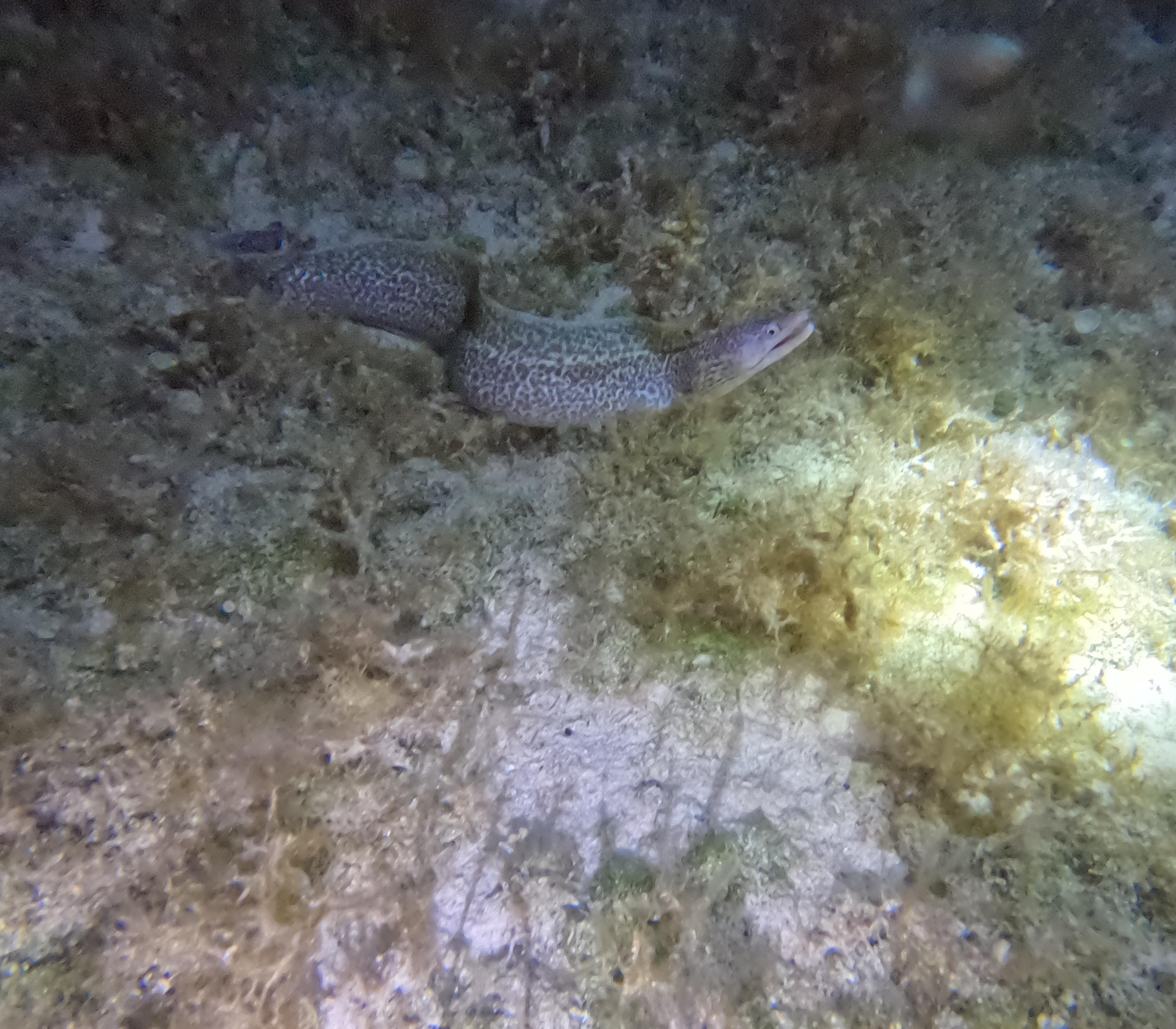 Moray Eel at night