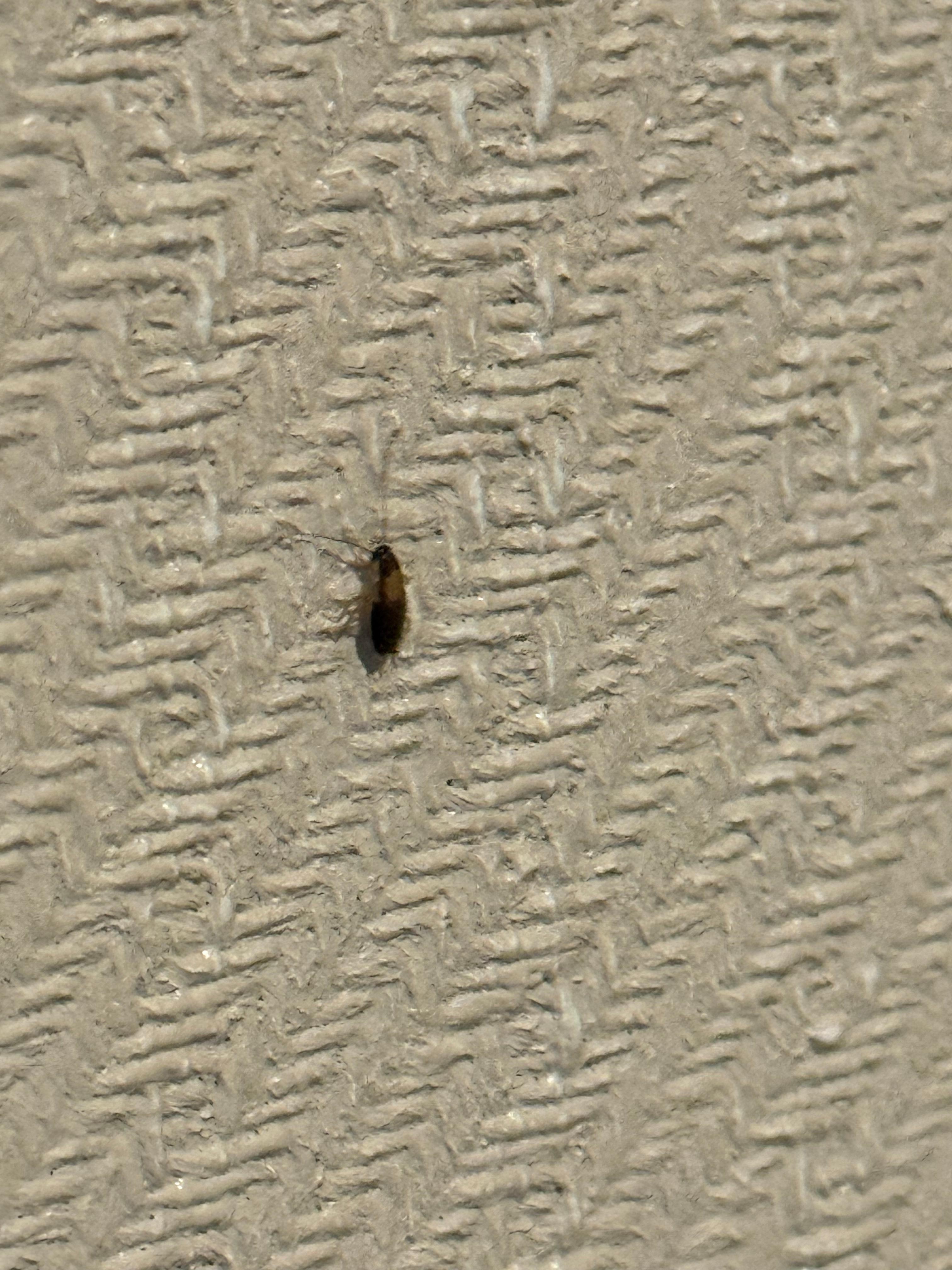 Cockroach on wall by bed