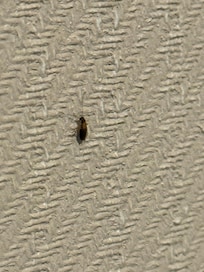 Cockroach on wall by bed